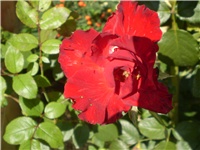 559f5cb2-Picture 6535.jpg